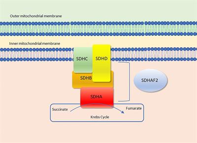 Carney Triad, Carney-Stratakis Syndrome, 3PAS and Other Tumors Due to SDH Deficiency